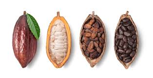 Cacao (Chocolate) fruit