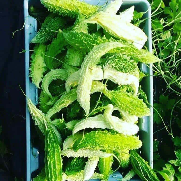 Bitter Melon