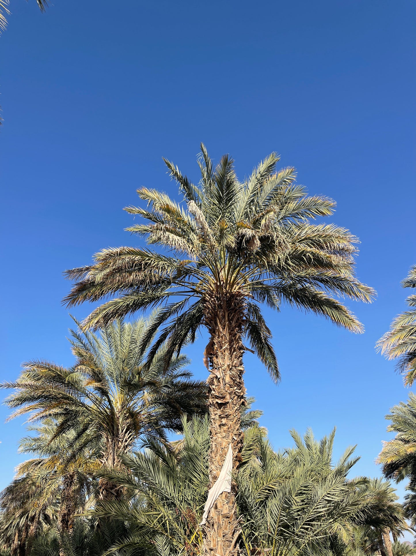California Medjool Dates Organic