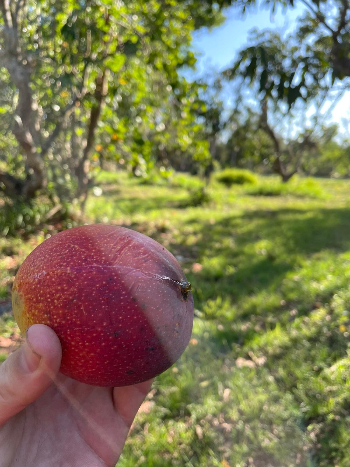 South Florida Mangoes – USDA Organic