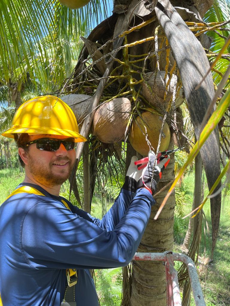 USA Juicing Coconuts – Organic (Water & Meat)