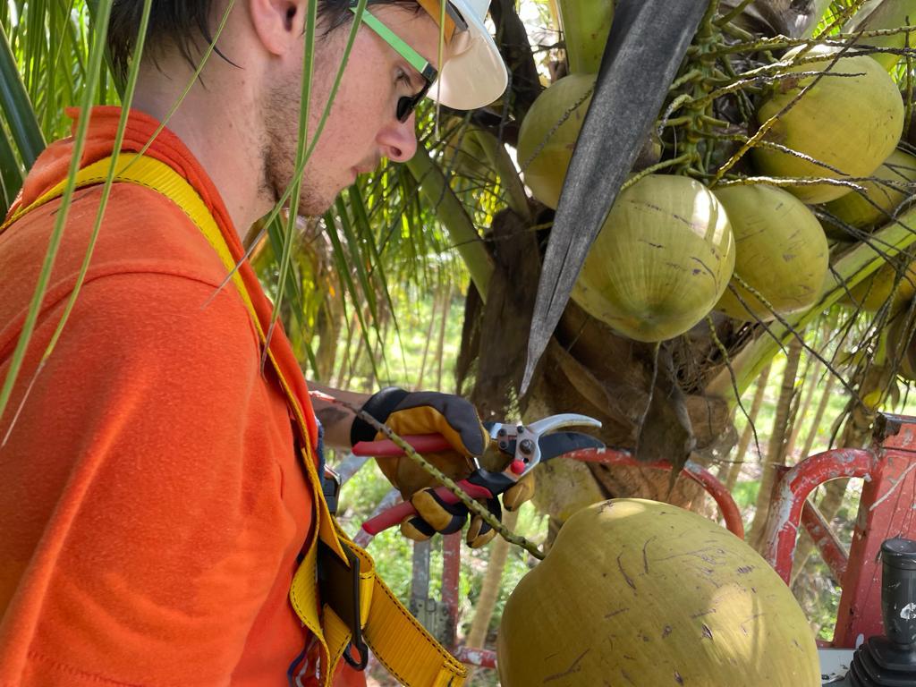 USA Juicing Coconuts – Organic (Water & Meat)