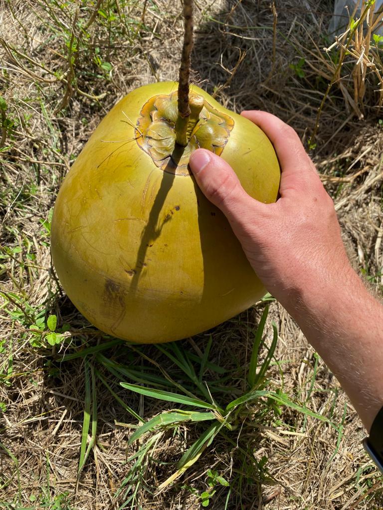 USA Juicing Coconuts – Organic (Water & Meat)