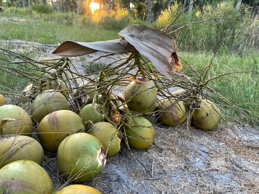 USA Juicing Coconuts – Organic (Water & Meat)