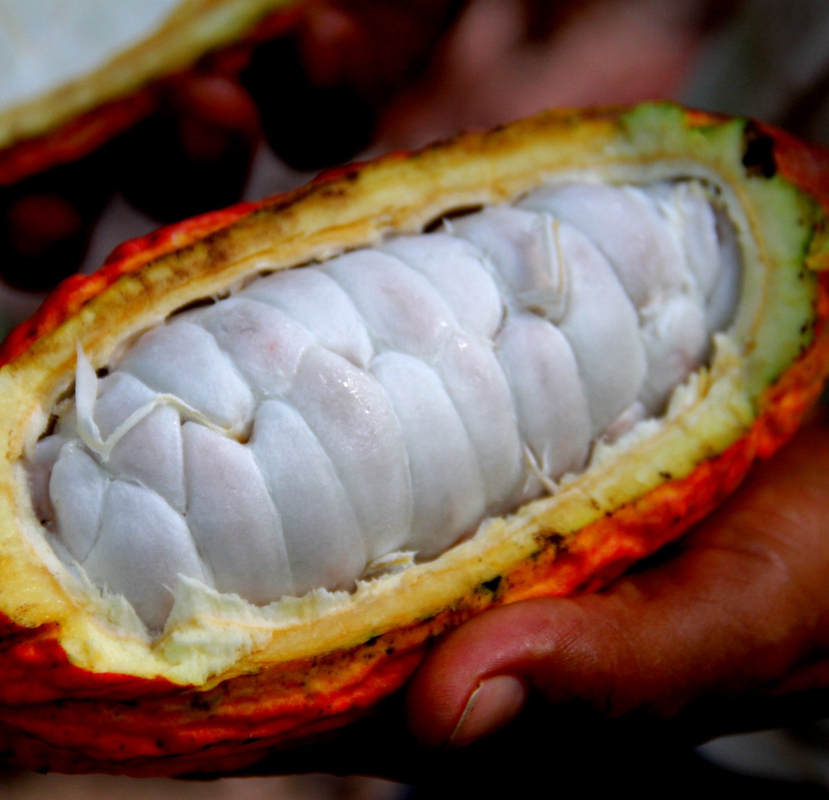 Cacao (Chocolate) fruit