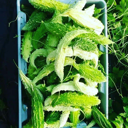 Bitter Melon