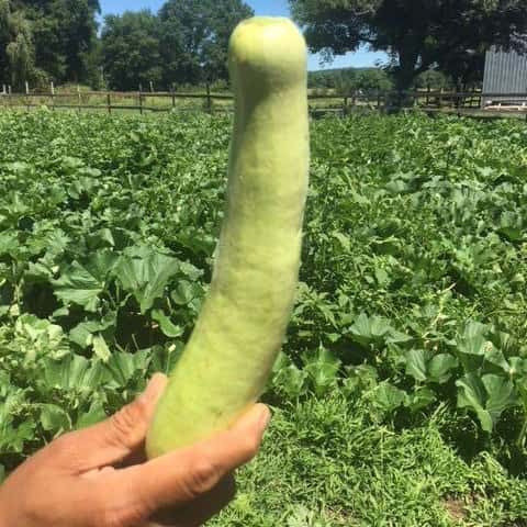 Italian Squash Cucuzza (Bottle Gourd)