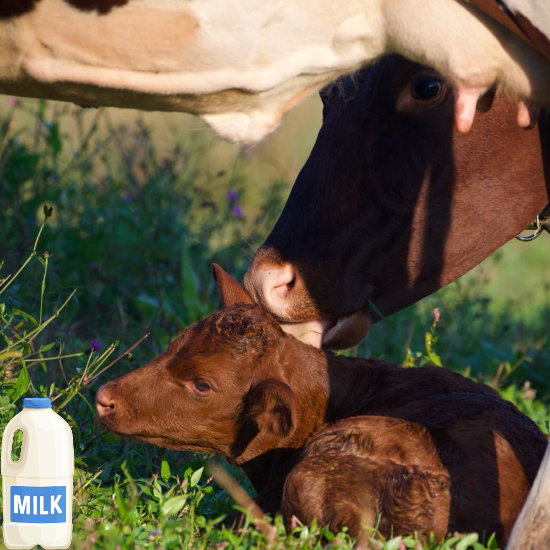 Raw Milk (Cow)