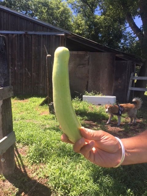 Italian Squash Cucuzza (Bottle Gourd)